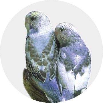 Parakeet